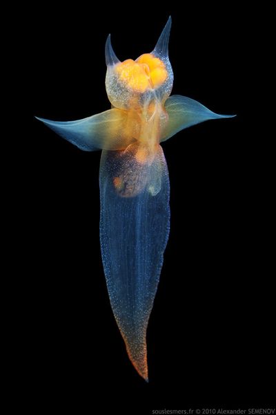 Sous les mers : Le papillon de Mer ou Clione, ange de mer, Naked sea butterfly