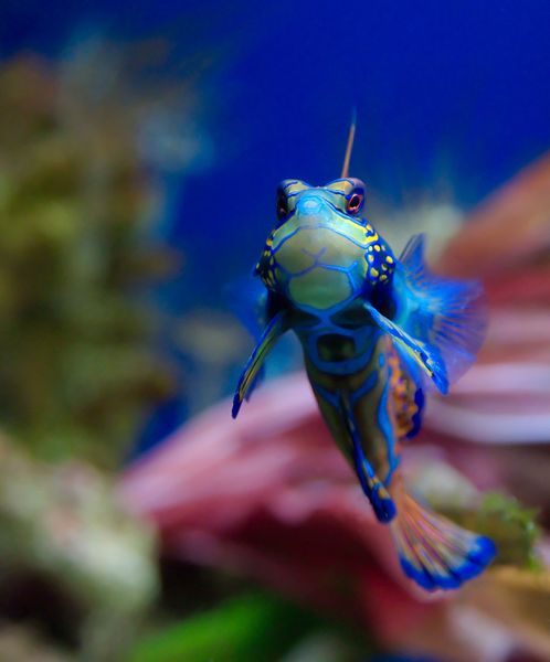 Le poisson Mandarin, Synchiropus Splendidus