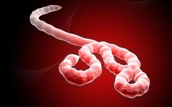 Le Virus Ebola, Explications