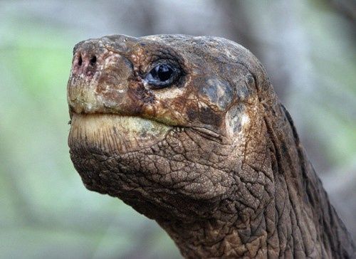 Les Espèces disparues : La Tortue Géante de l'île de Pinta, tortue des Galapagos, George le solitaire, Disparition 2012