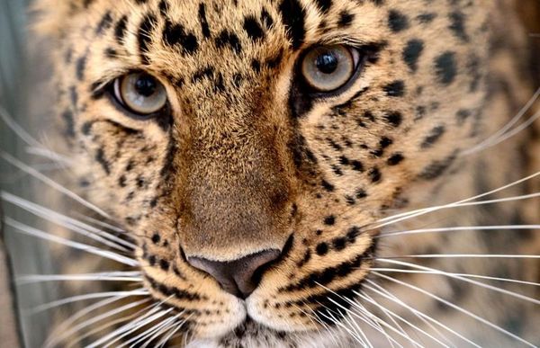Le Léopard de l'Amour, panthera pardus orientalis Menacé de disparition