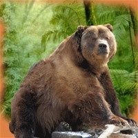 Le Grizzly Mexicain, Espèce disparue, Mexique