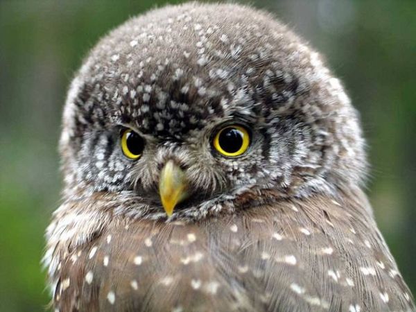 La Chevêchette des Moore, Glaucidium mooreorum, Espèce en voie de disparition, Brésil