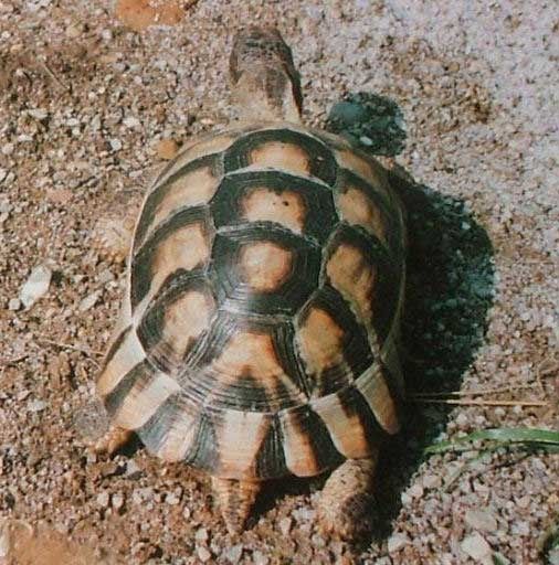 La Tortue Grecque, Testudo graeca, Espèce en voie de disparition