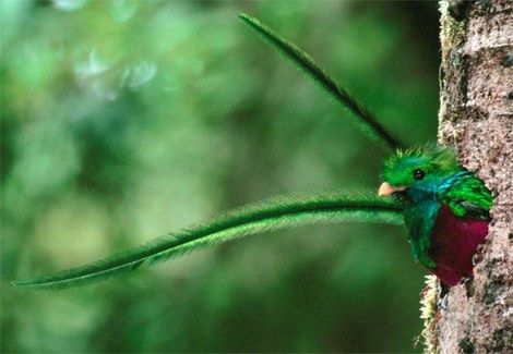 Quetzal Resplendissant, Pharomachrus mocinno, Espèce en voie de disparition, Mexique