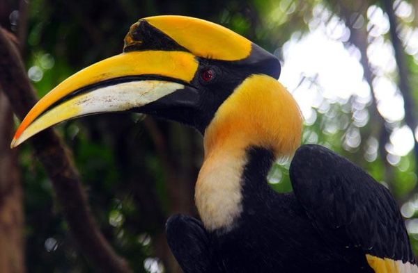 Le Calao Bicorne, Buceros Bicornis, Espèce en voie de disparition, Thaïlande, Chine et Inde