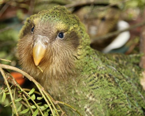 Le Kakapo, Perroquet de nuit, Strigops Habroptila, Espèce en voie de disparition, Nouvelle-Zélande