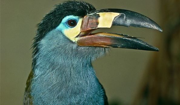 Le Toucan Bleu, Andigena Hypoglauca, espèce menacée, Amérique du Sud et Centrale