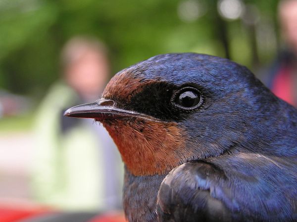 L'Hirondelle Rustique ou de Cheminée, Hirundo Rustica, Europe, Amérique, Afrique