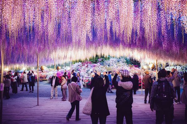 Ce Wisteria vieux de 144 ans, un arbre fantastique, Japon