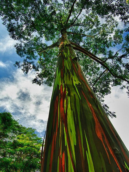 L'Eucalyptus Arc-en-ciel, Eucalyptus deglupta, Road to Hana, Hawaï