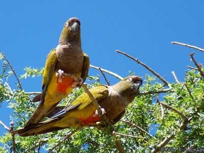 La perruche de Patagonie, Cyanoliseus patagonus.