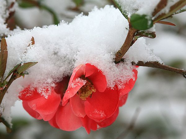11, 12 et 13 mai : les saints de glace !