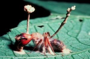 Alerte au champignon tueur d’insectes !