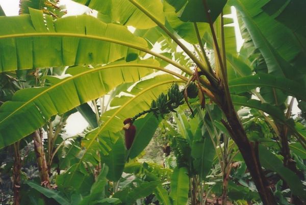 Un punch planteur de Martinique !!!!