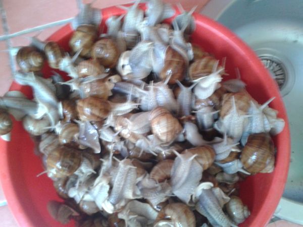 recette des escargots