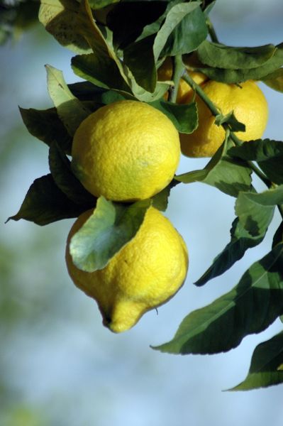 Le Citron de Menton, reconnu au plus haut niveau !