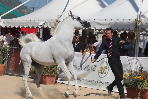 Show de pur-sang arabes à Menton / 25e anniversaire
