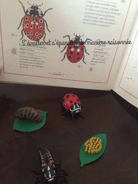 Comment j'aide mon fils à surmonter sa peur des insectes
