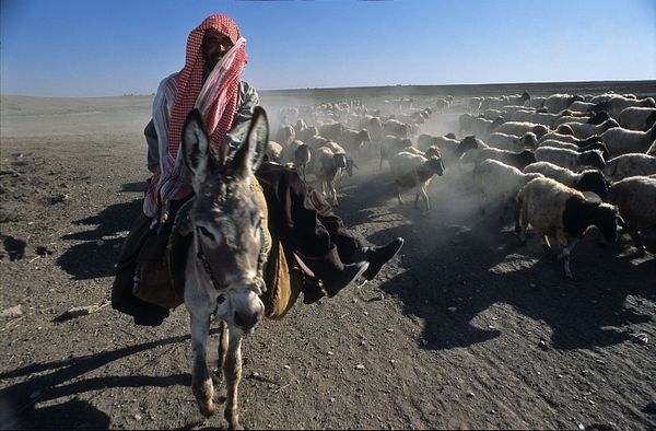 La Syrie, avant....2006. Un berger.