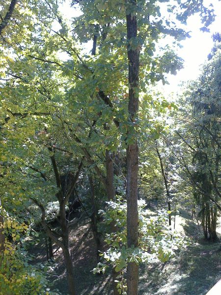 En quelques jours de mai, la nature explose... Bonne période pour aller en Russie.