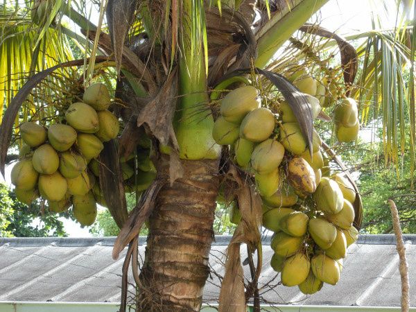 Cocotier d'une commune de Kin