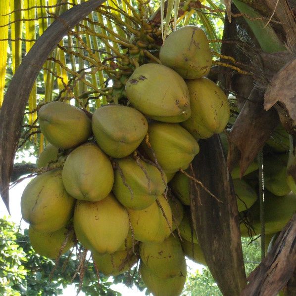 Grappe d'un cocotier (Photo J. Roger)