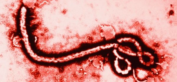 Ebola : «J’essaie de rester humble malgré le succès»