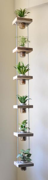 Bois et plantes