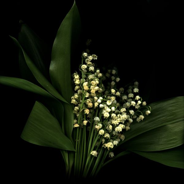 Images - 1
