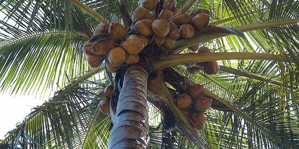 « Amour Caché » tombé du Cocotier.