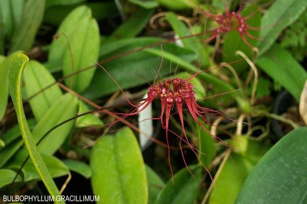 Si l'orchidée m'était contée : les bulbophyllum