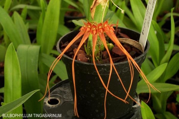 Si l'orchidée m'était contée : les bulbophyllum
