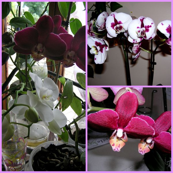 Orchifidélité : florilège de phalaenopsis