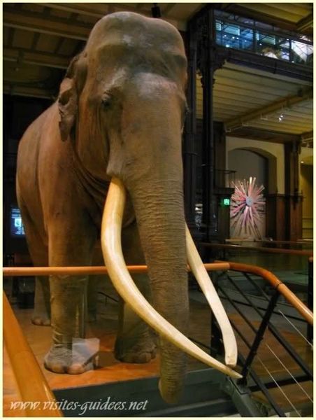 SIAM, un éléphant légendaire
