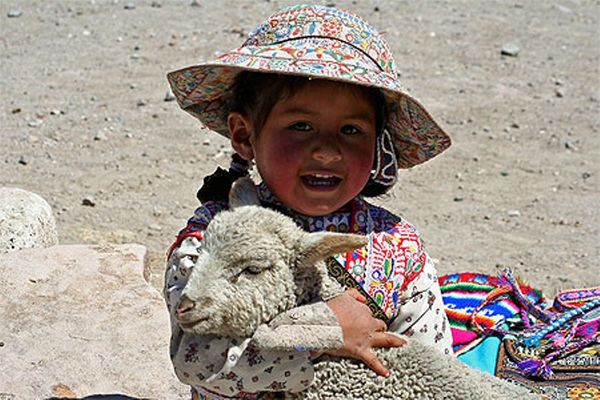 Petite fille et son agneau dans la canyon de Colca