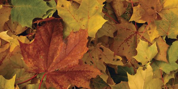 L'automne est là !
