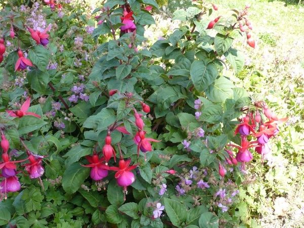Mes jolis fuchias rustiques ont refleuri