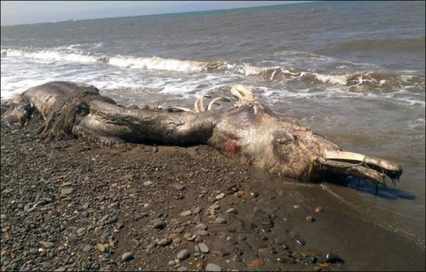 CADAVRE DE MONSTRE EN RUSSIE