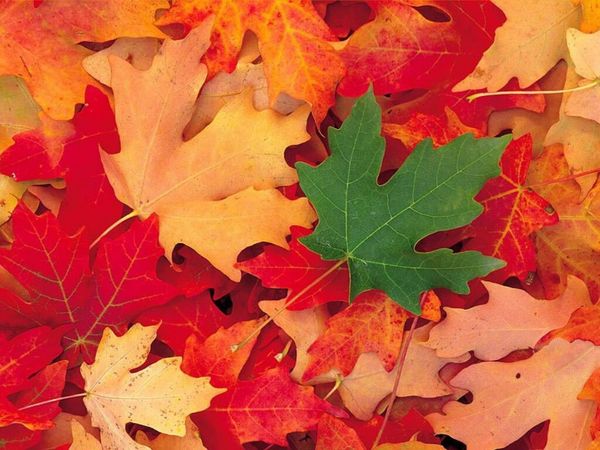 Activité d'Automne...