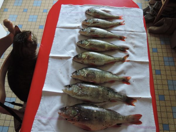 Pêcher la perche en avril