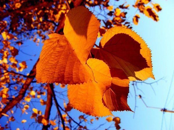 …lorsque la si peu sérieuse économie se défait et se découd toute seule – il n’en reste plus un fil…