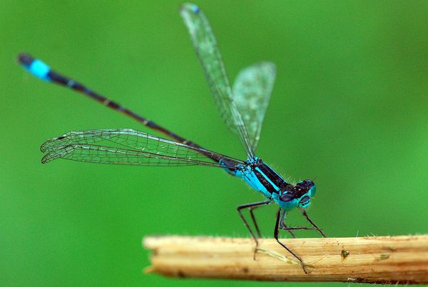 bleu(e)s libellules