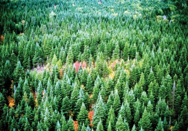 Comment l’arbre est formé de toute la purification de l’air ?
