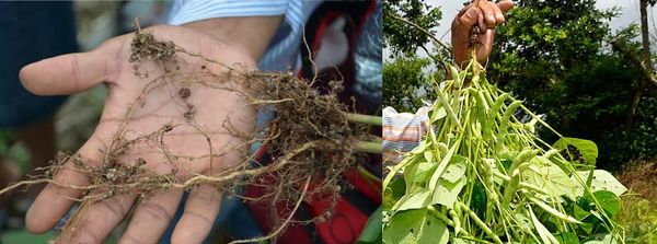 La permaculture qui nous veut du bien