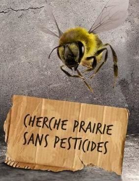 En un déclin d’abeilles ?