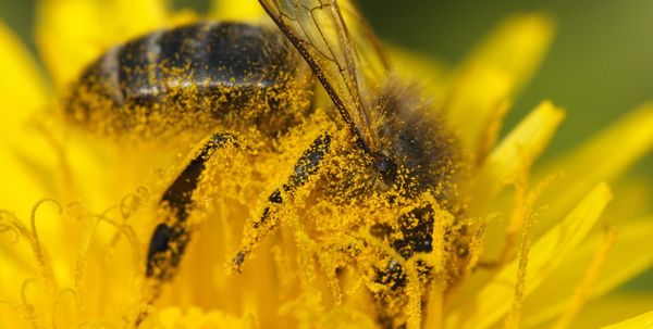 Entrainer les abeilles à survivre ?