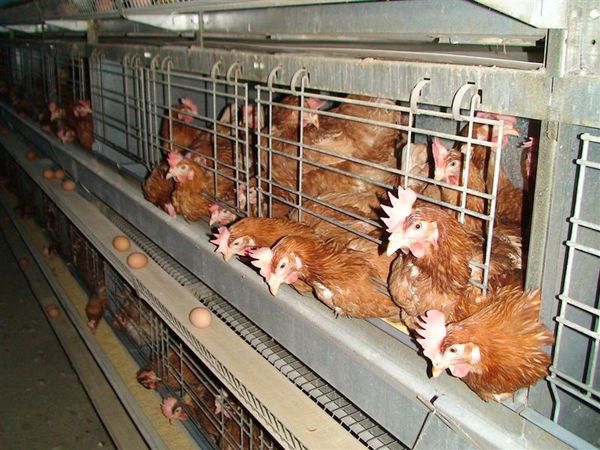 Les poules préfèrent les cages – et nous aussi alors?