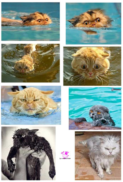 Les chats sous l’eau
