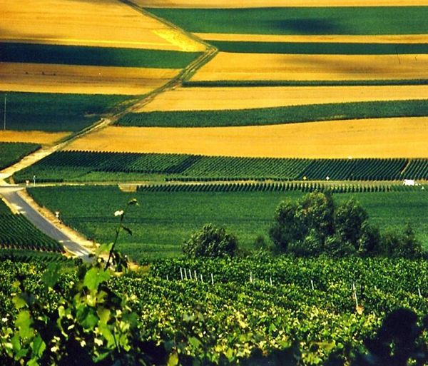 Comment un pays devient à 100 % bio ?